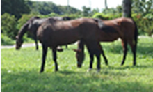 霞ヶ浦ライディングファーム