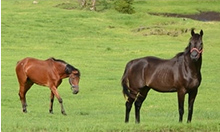 ホーストラスト