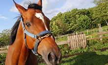 ジオファーム八幡平