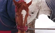 ゼンライディングクラブ