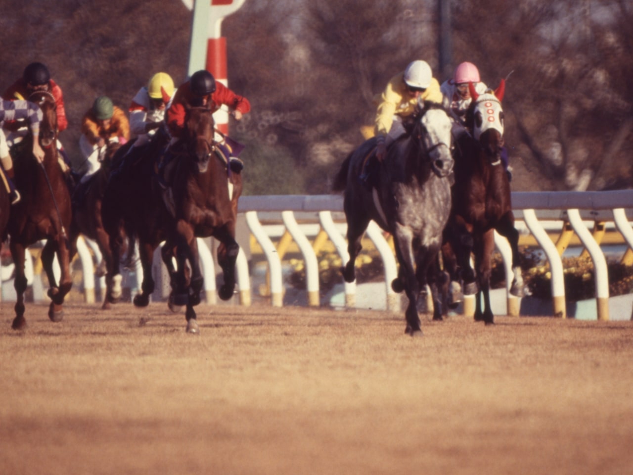 ［メアジードーツ(左のピンク帽)］