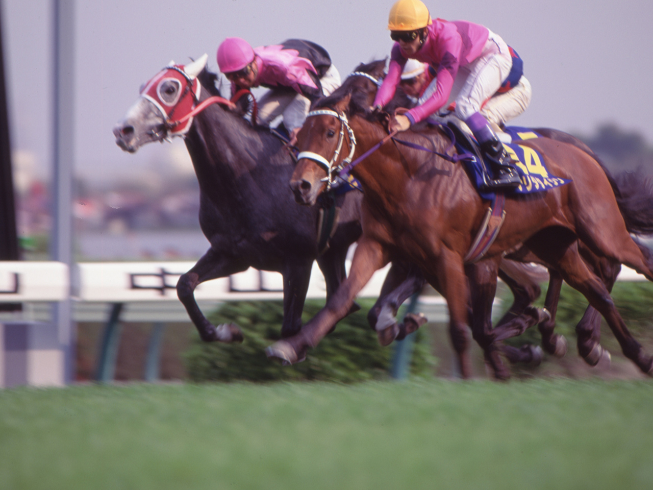 ［ナリタタイシン］