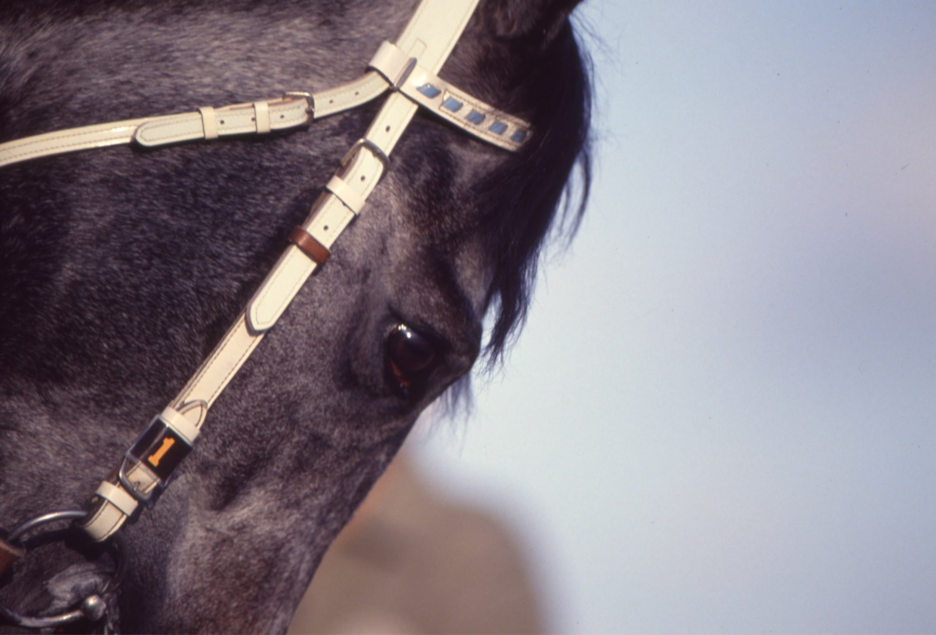 ［ハーフアイスト］