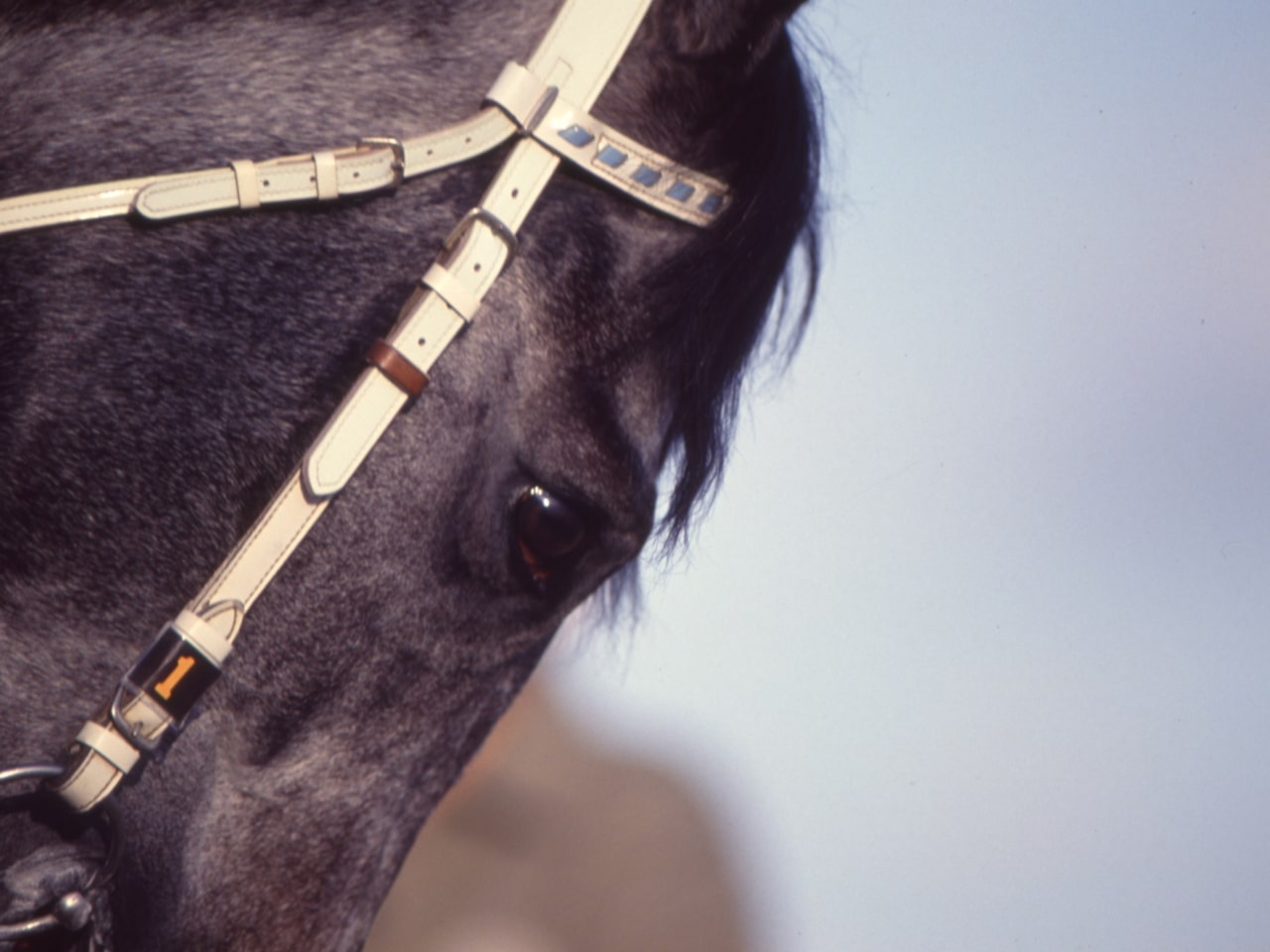 ［オグリキャップ］