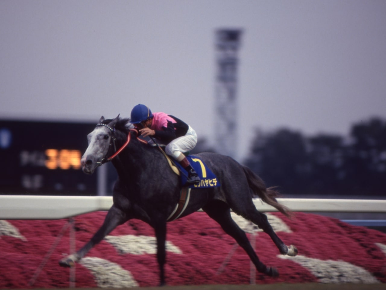 ［ビワハヤヒデ］