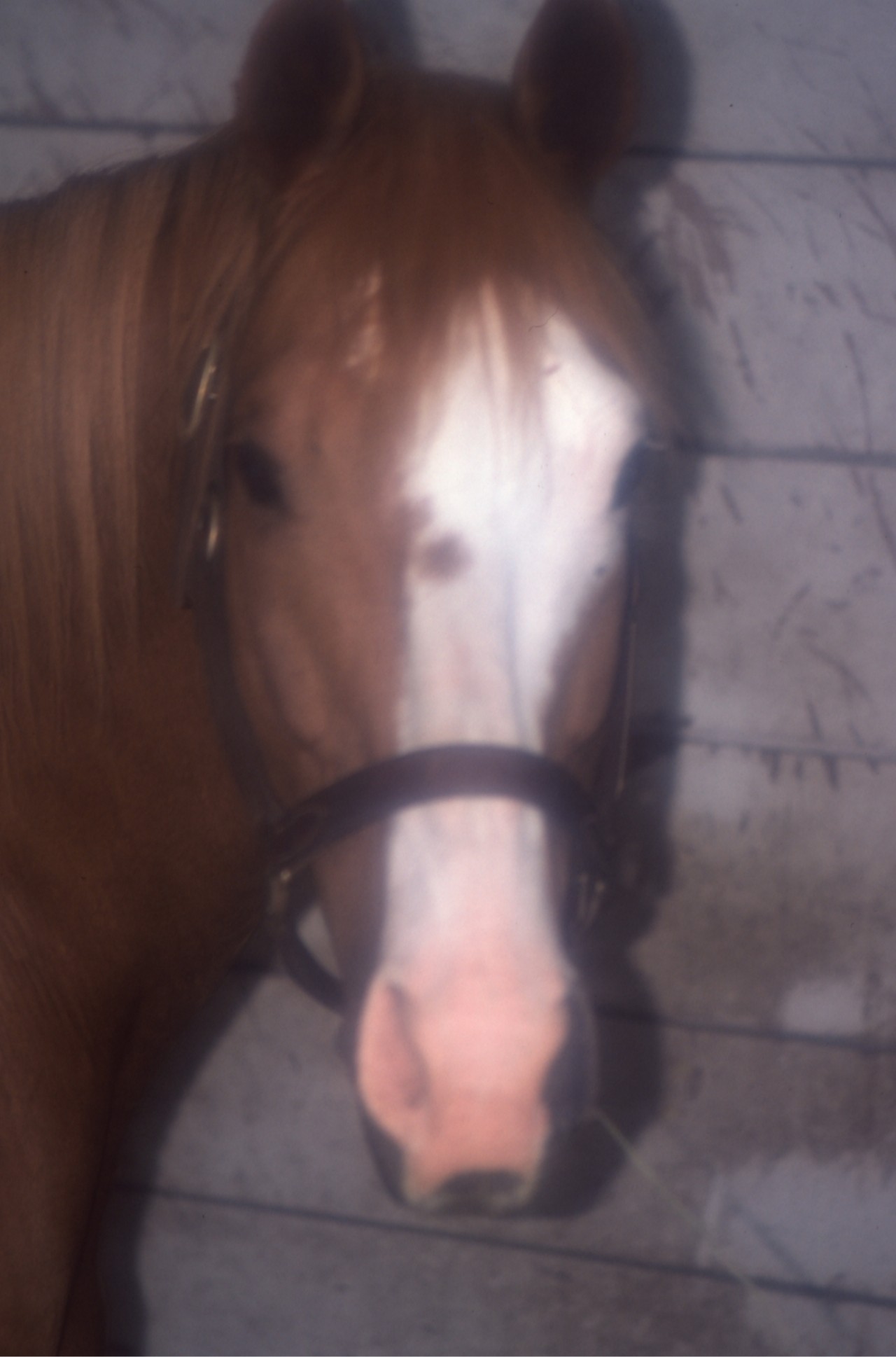 ［ノーザンテースト］