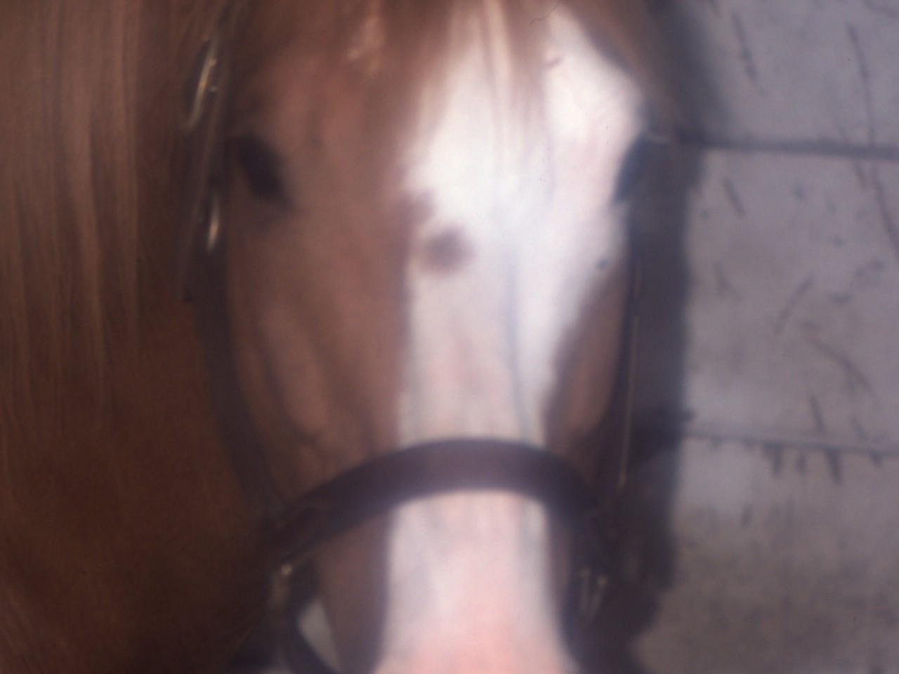 ［ノーザンテースト］