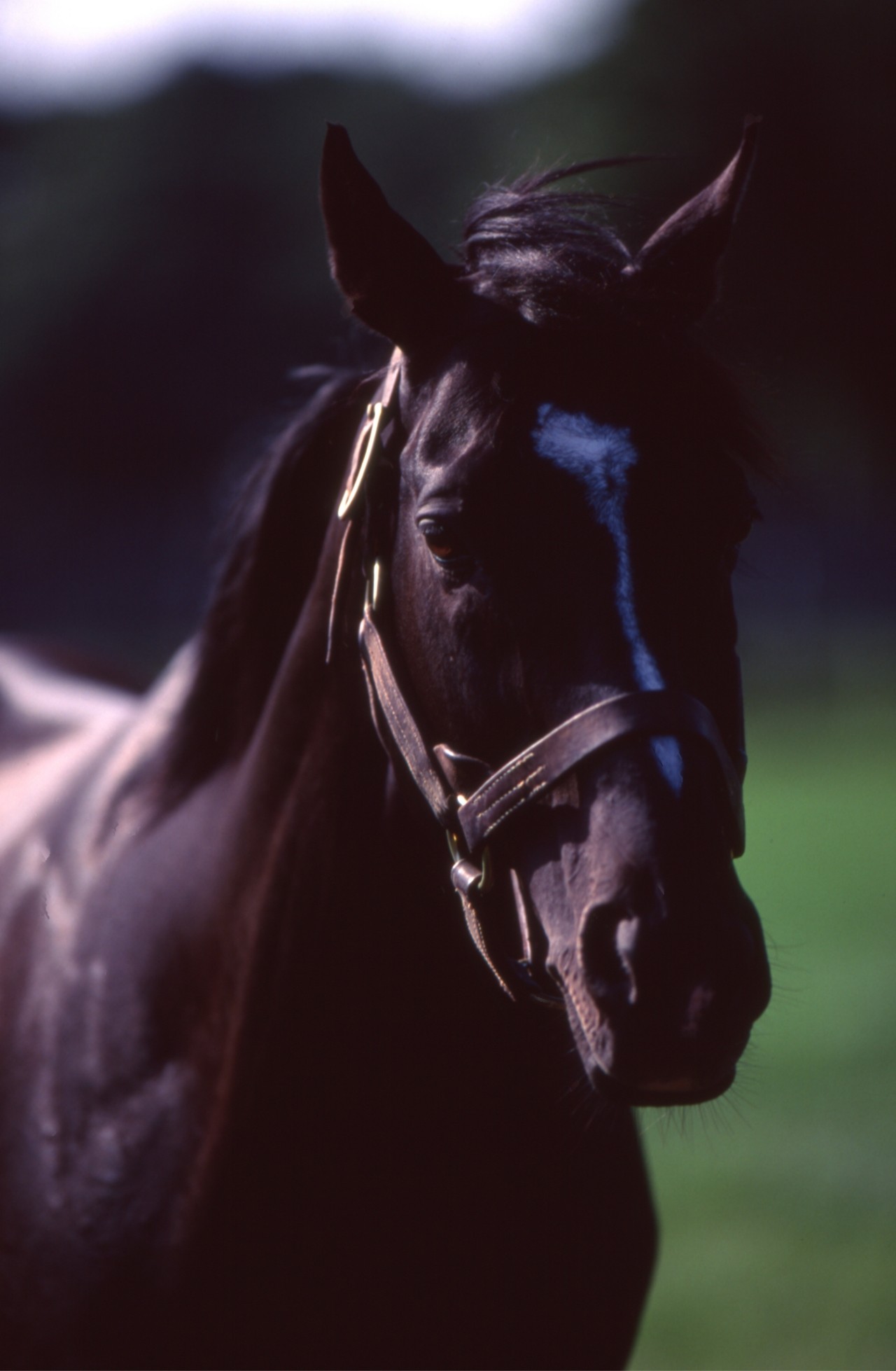 ［サンデーサイレンス］