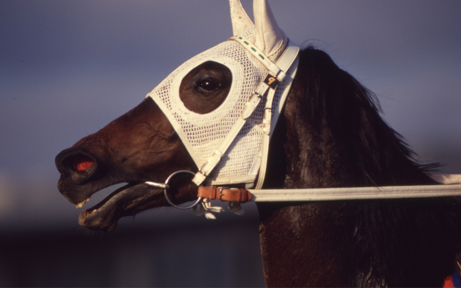 ［サクラスターオー］