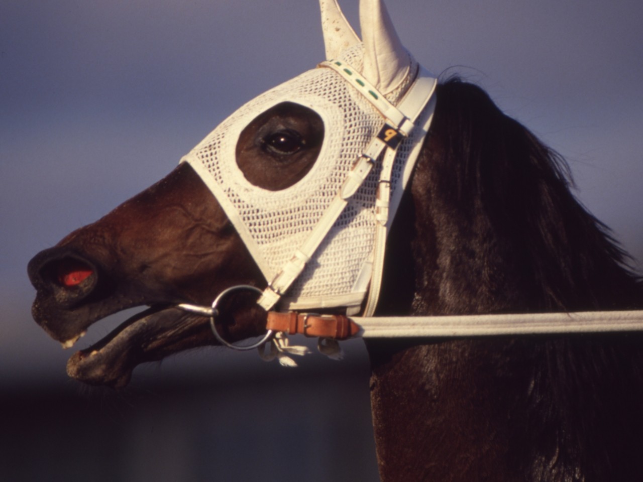 ［サクラスターオー］