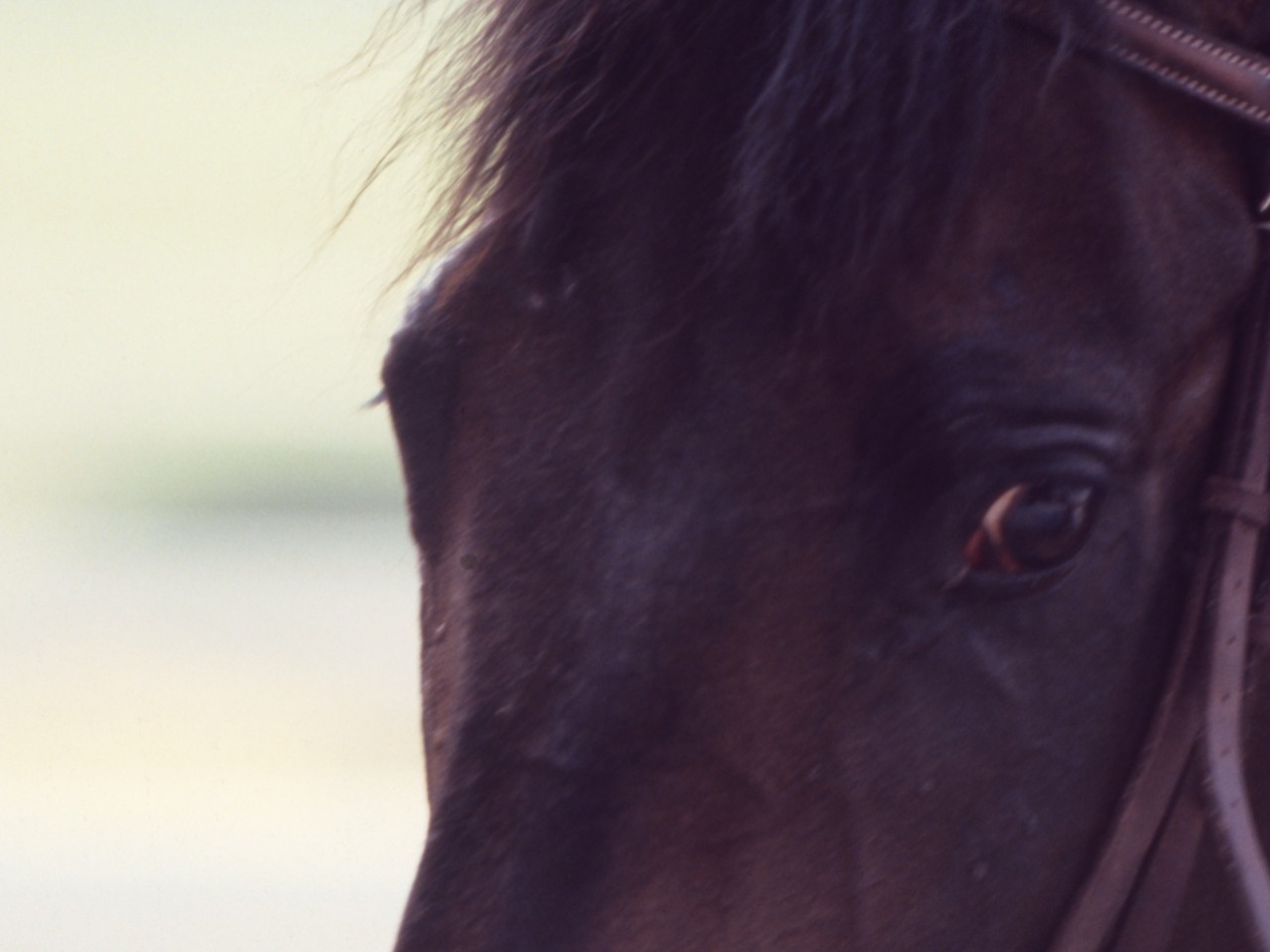 ［カツアール］