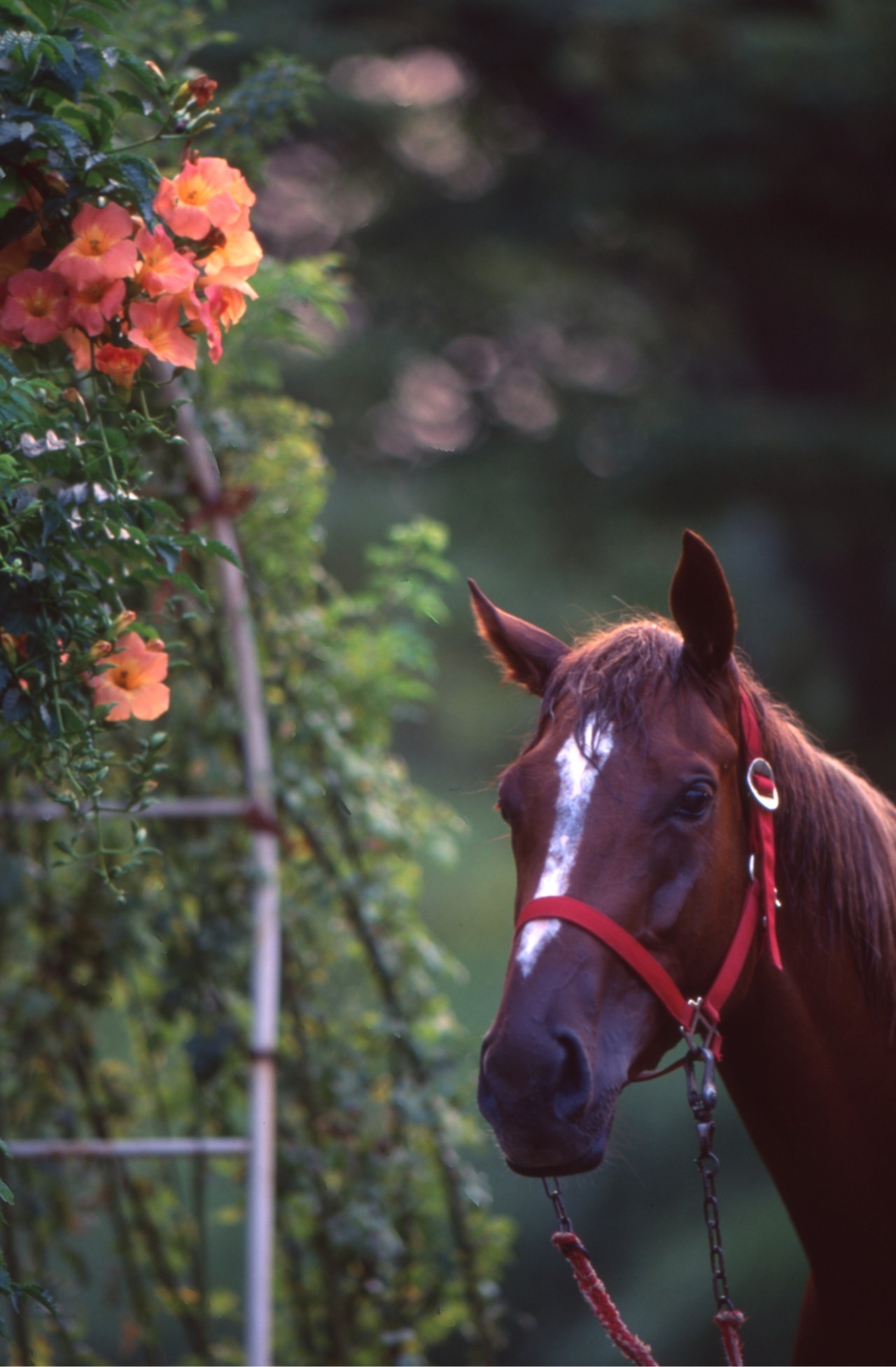 ［チョウカイキャロル］