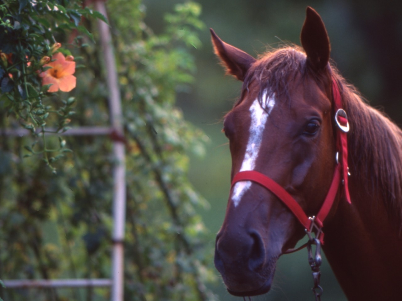 ［チョウカイキャロル］