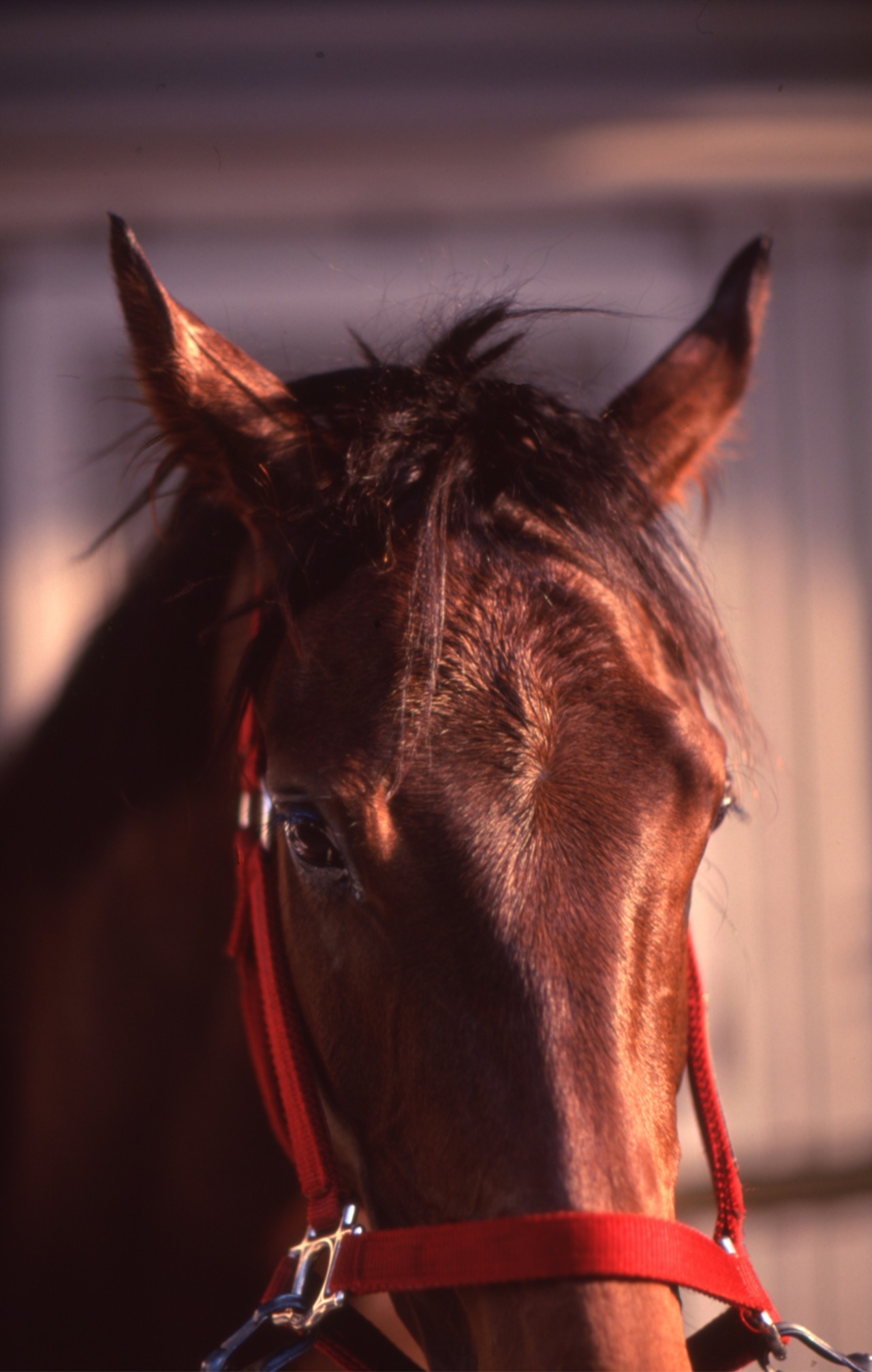 ［シーキンザパール］