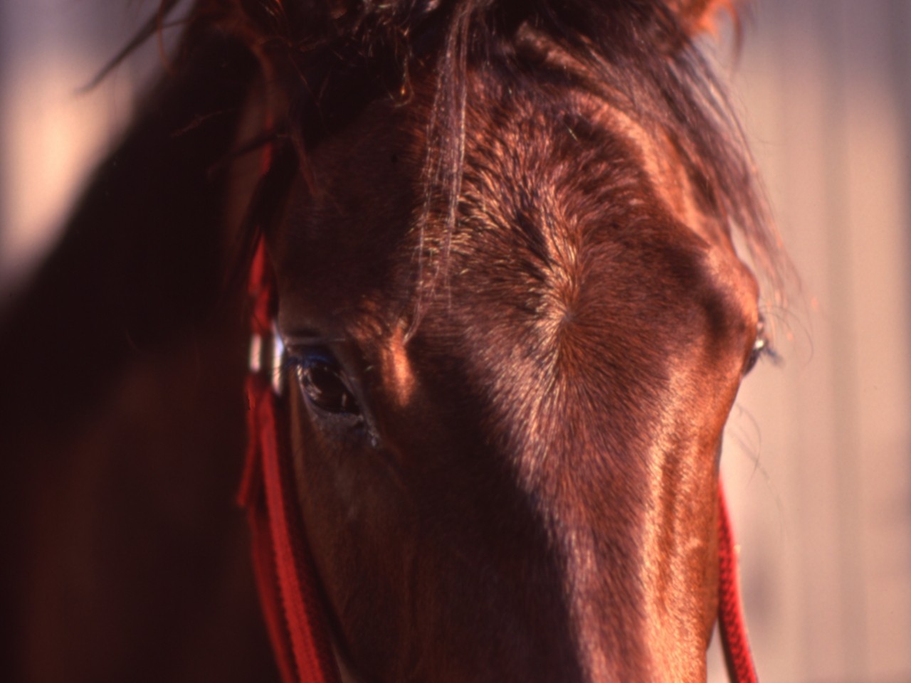 ［シーキンザパール］