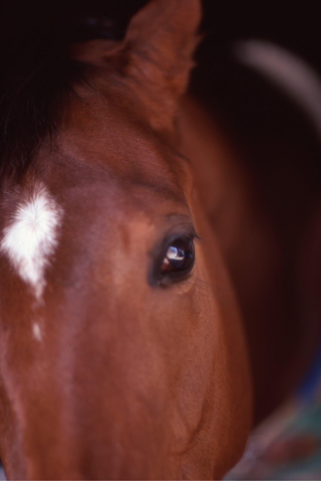 ［メジロドーベル］