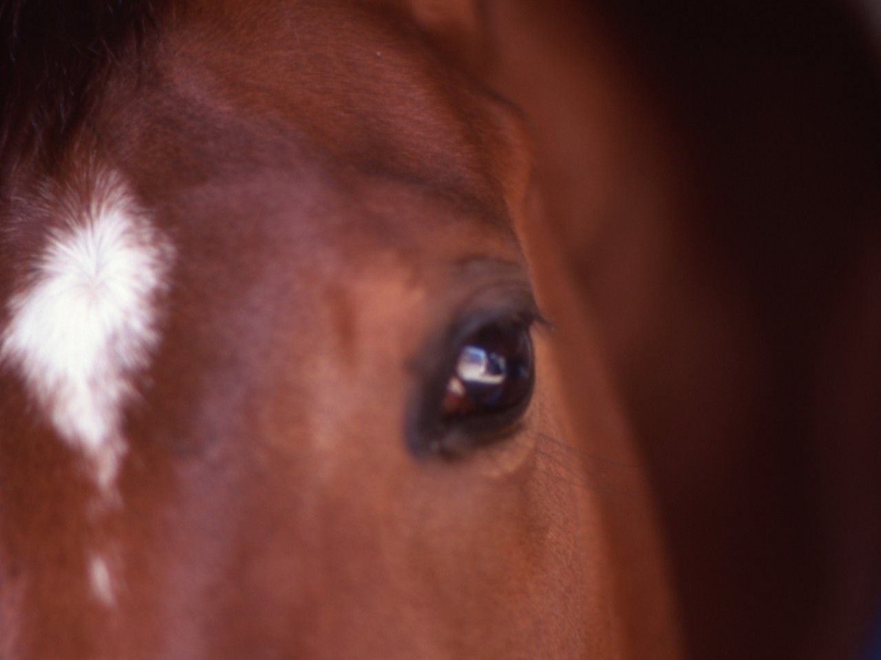 ［メジロドーベル］