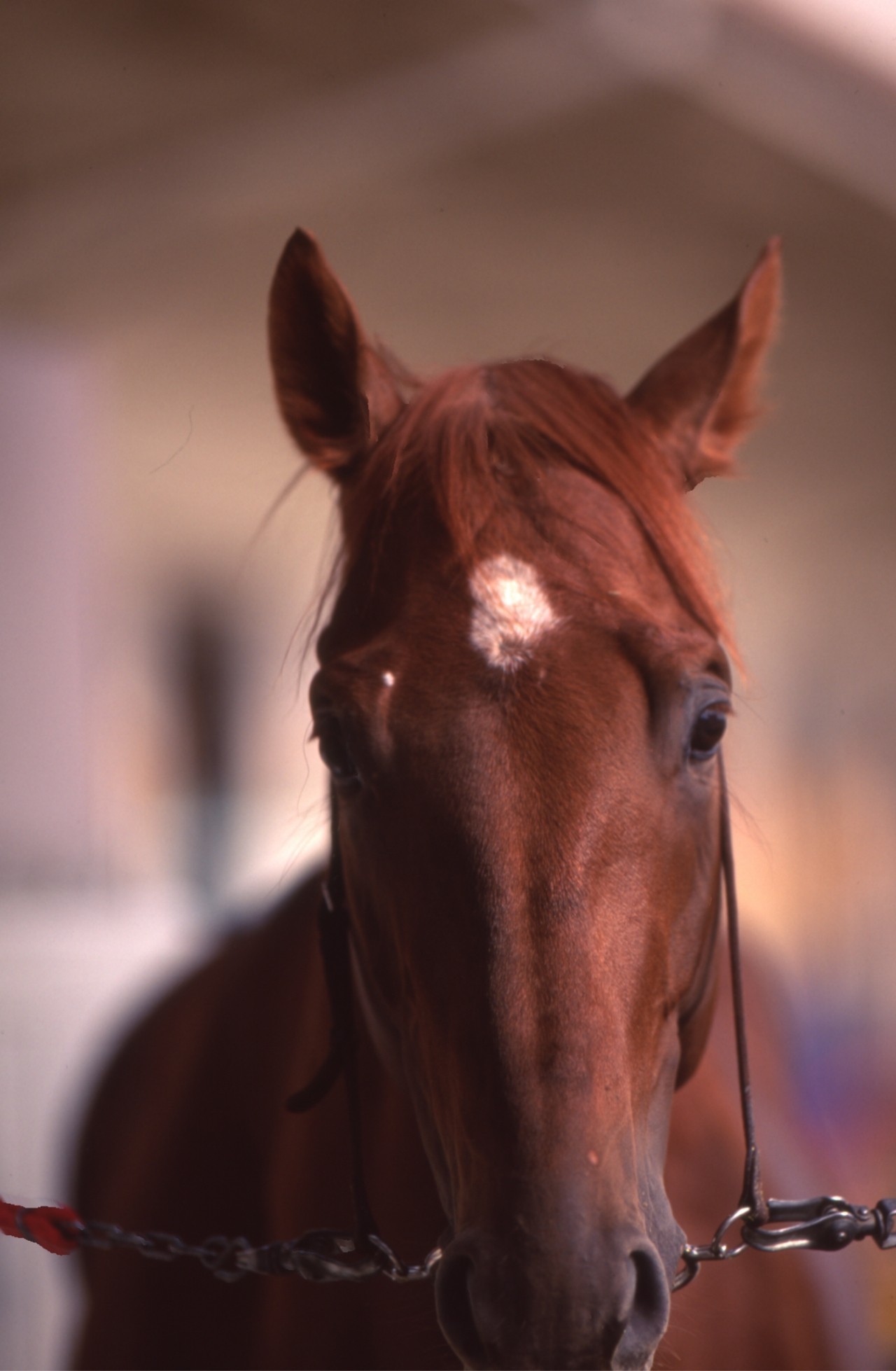 ［マチカネフクキタル］