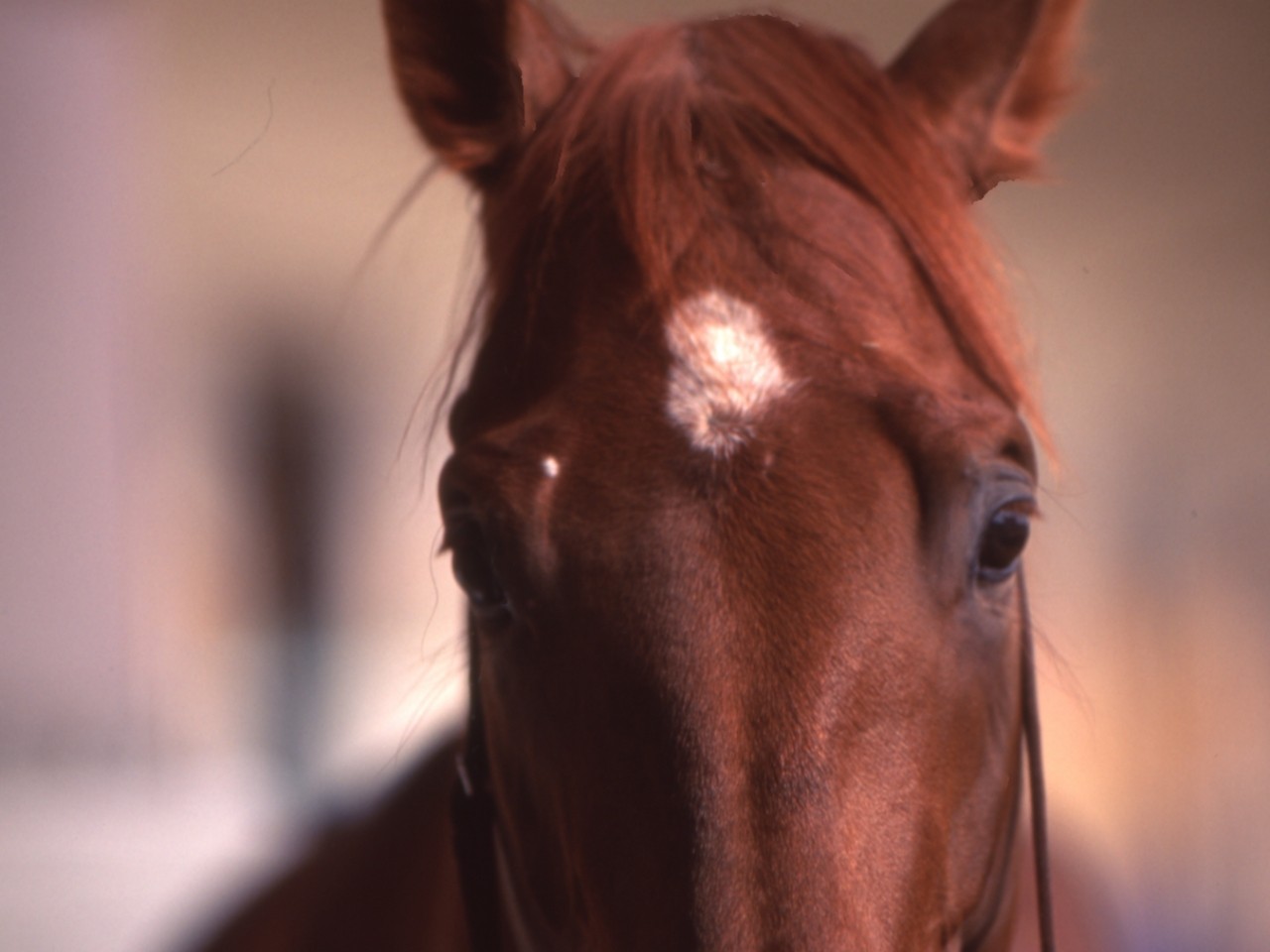 ［マチカネフクキタル］