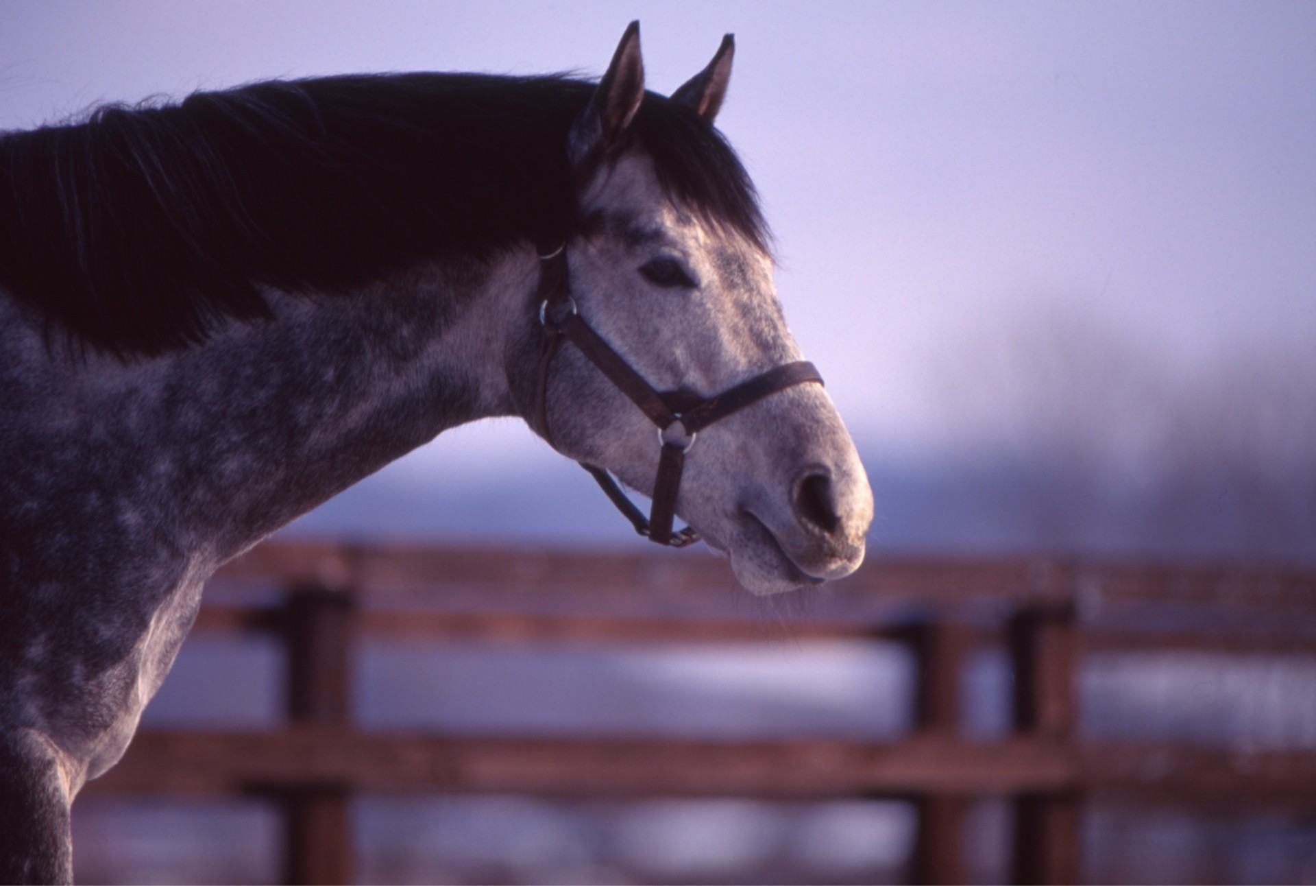［オグリキャップ］