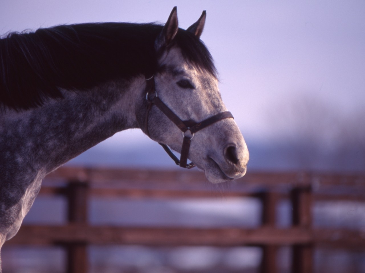 ［オグリキャップ］