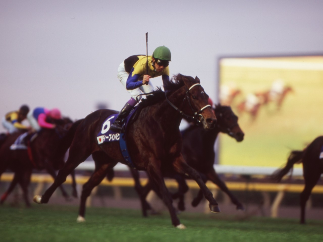 TAW GALLERY - 一般財団法人 TAW Thoroughbred Aftercare and Welfare