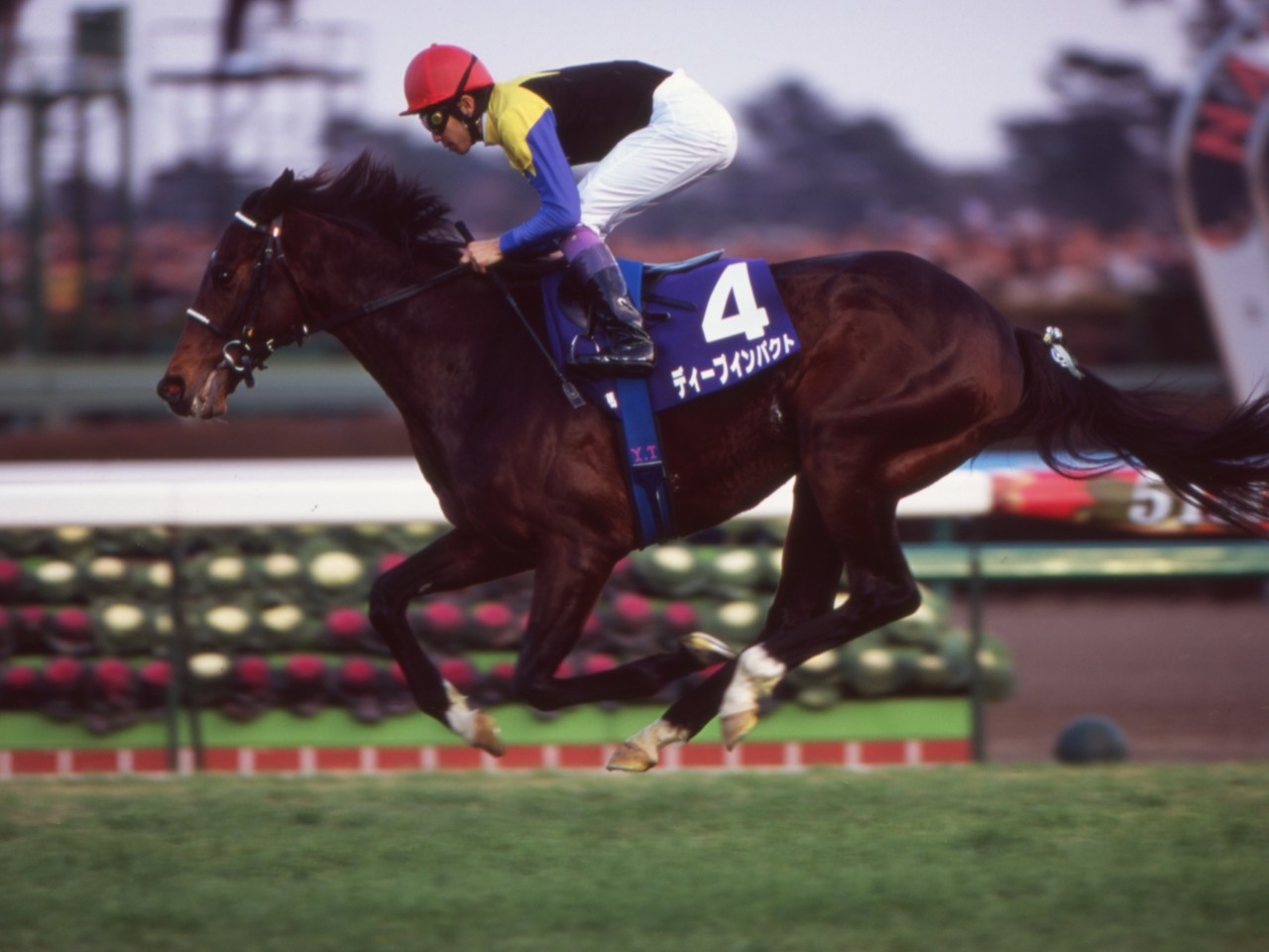 TAW GALLERY - 一般財団法人 TAW Thoroughbred Aftercare and Welfare