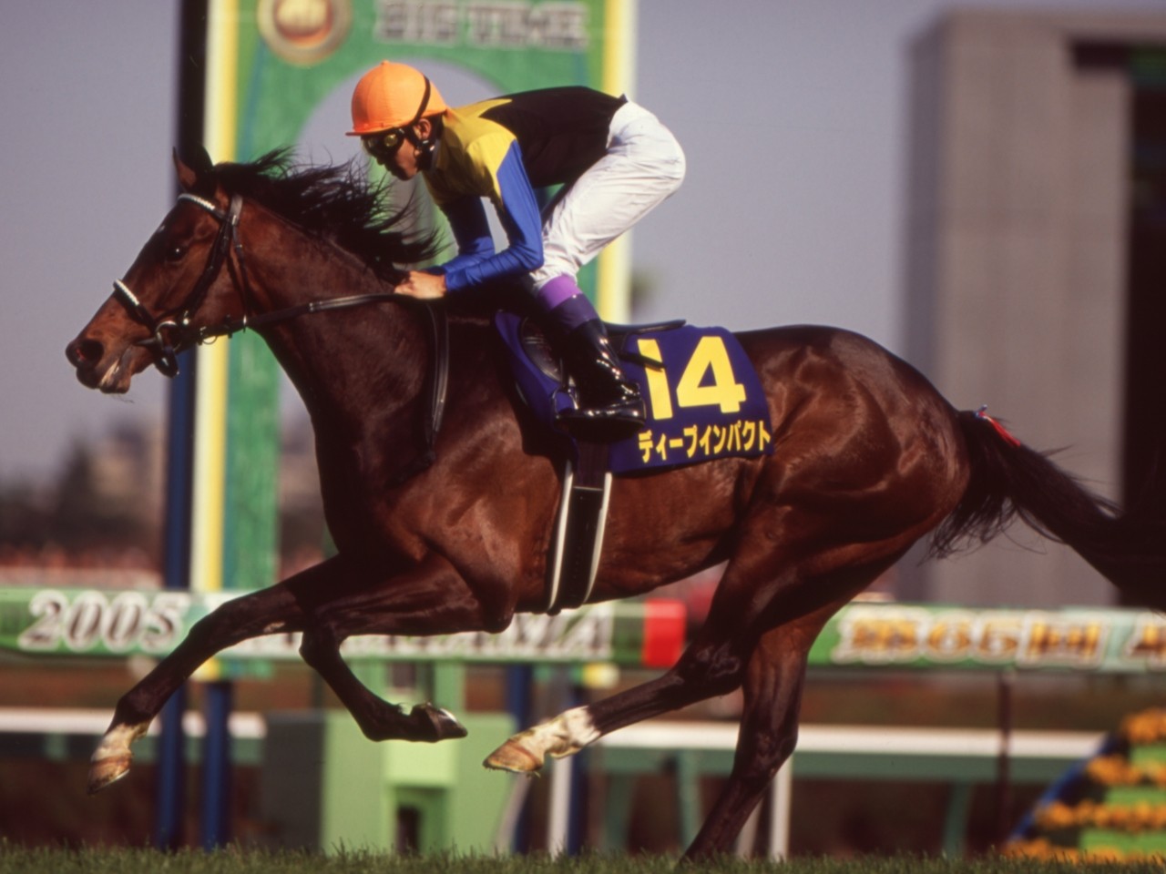 TAW GALLERY - 一般財団法人 TAW Thoroughbred Aftercare and Welfare