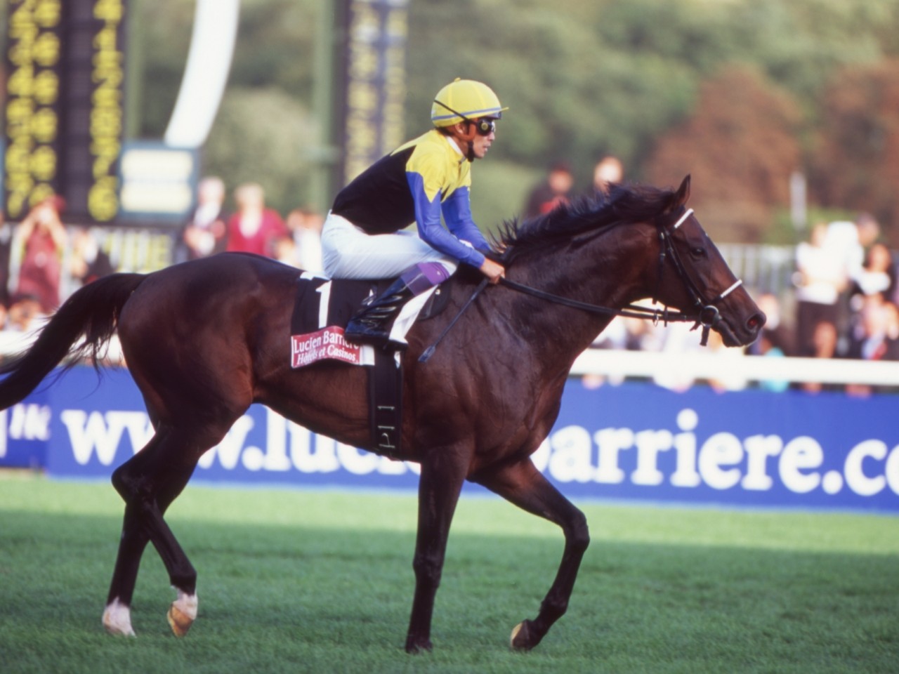 TAW GALLERY - 一般財団法人 TAW Thoroughbred Aftercare and Welfare