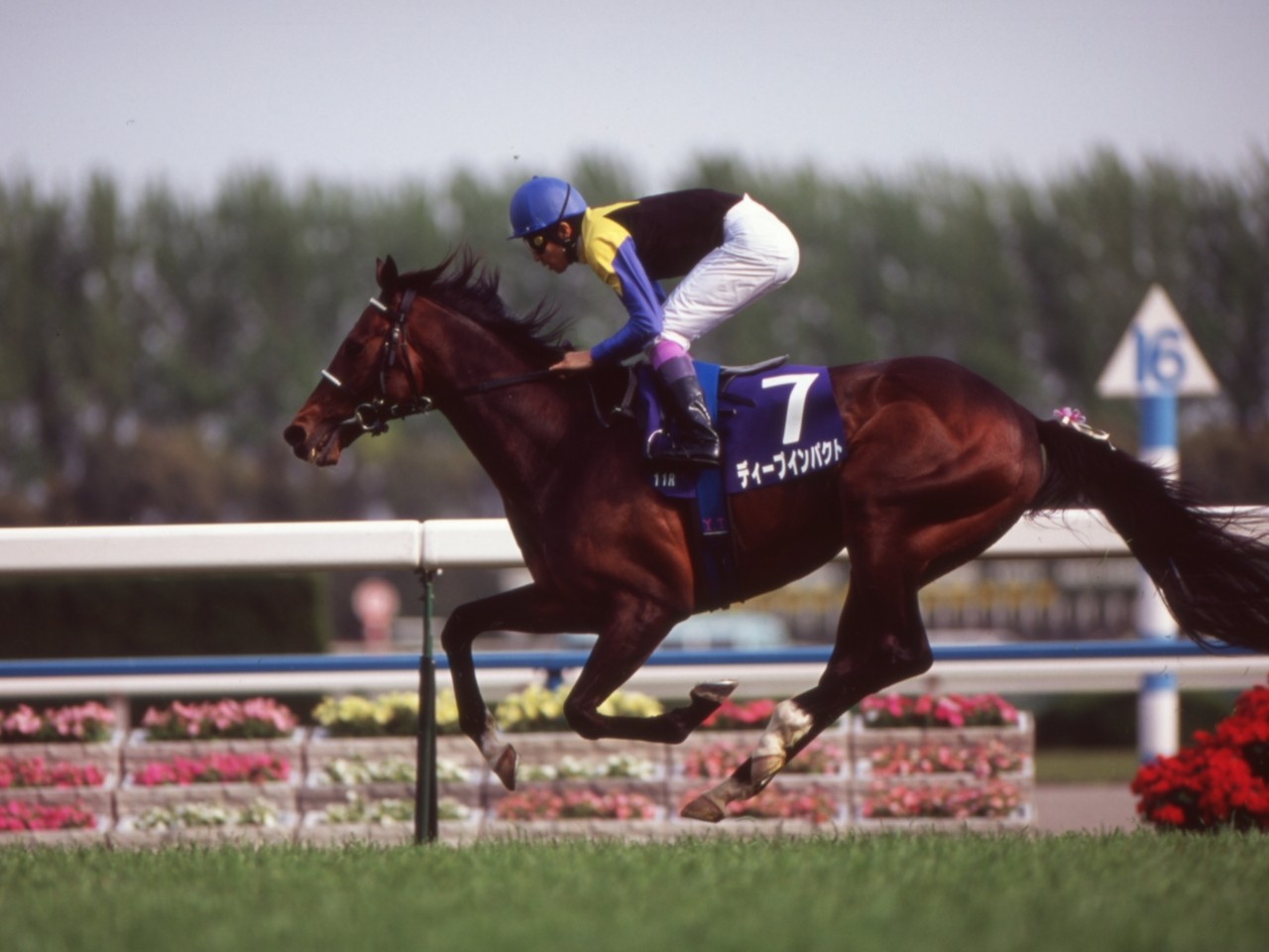 TAW GALLERY - 一般財団法人 TAW Thoroughbred Aftercare and Welfare
