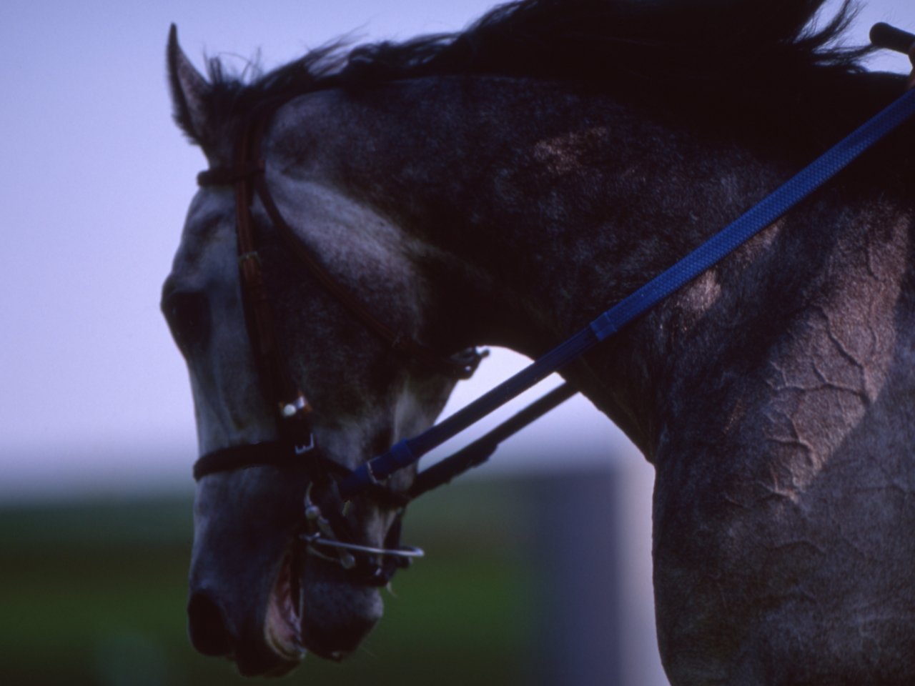 TAW GALLERY - 一般財団法人 TAW Thoroughbred Aftercare and Welfare